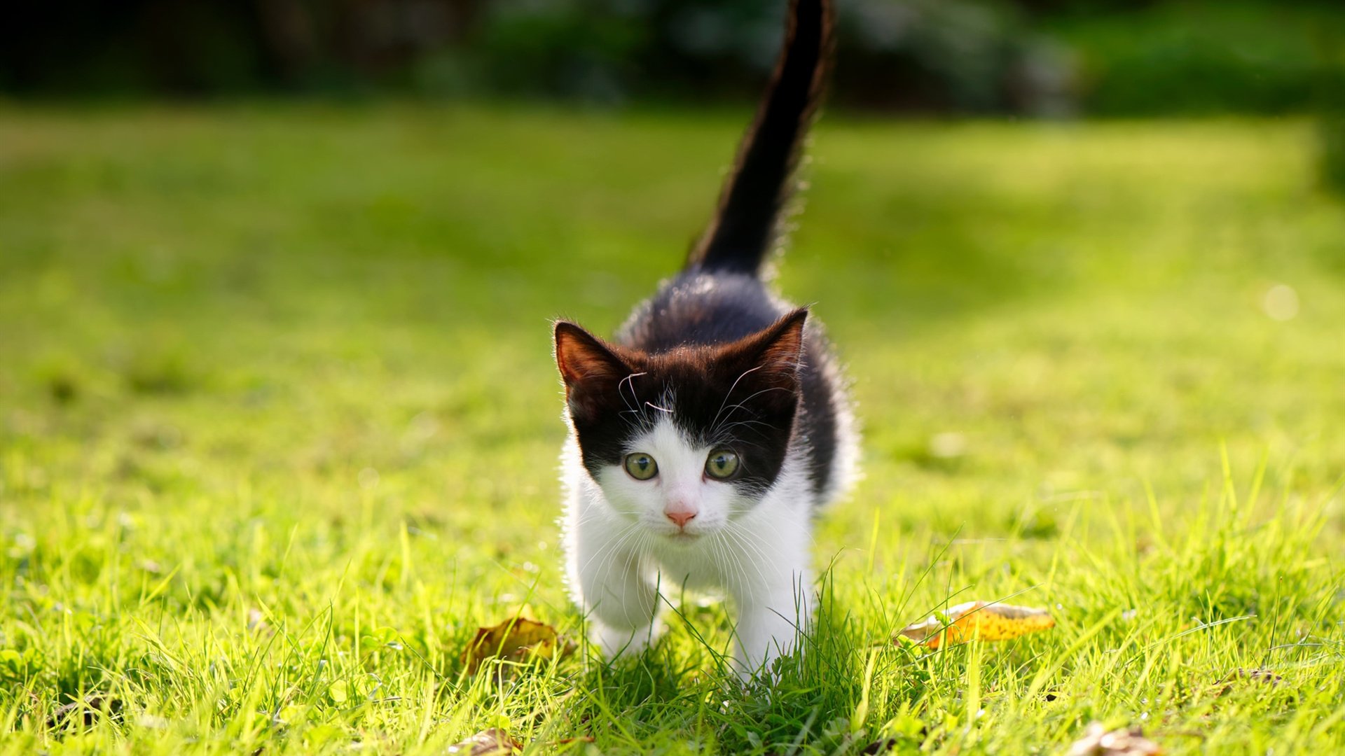 投篮大赏：联盟中最炫酷的远射瞬间，远处投篮技巧