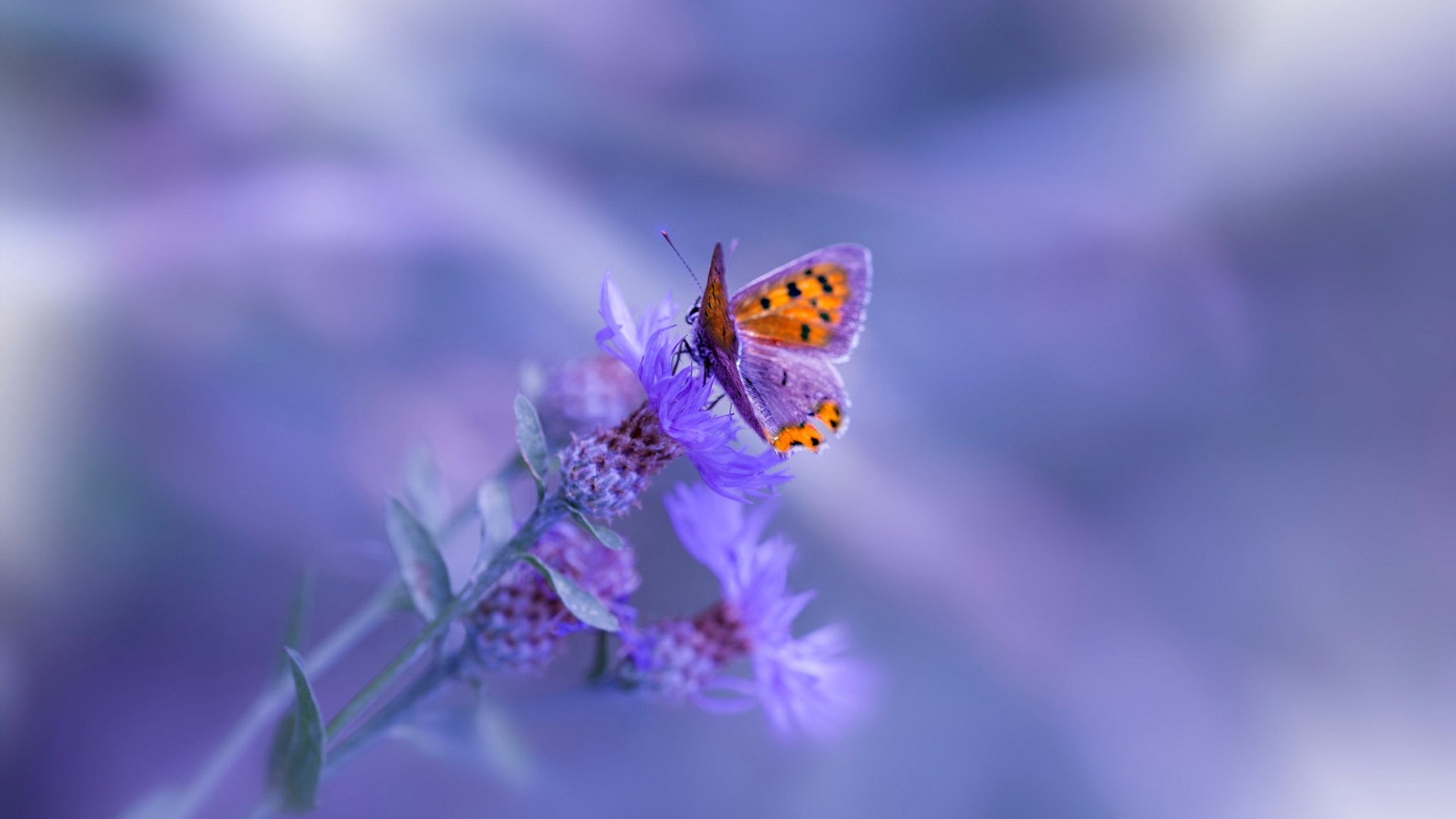 球迷电台：全民投票选出“年度最感人瞬间”，中国球迷投票全明星