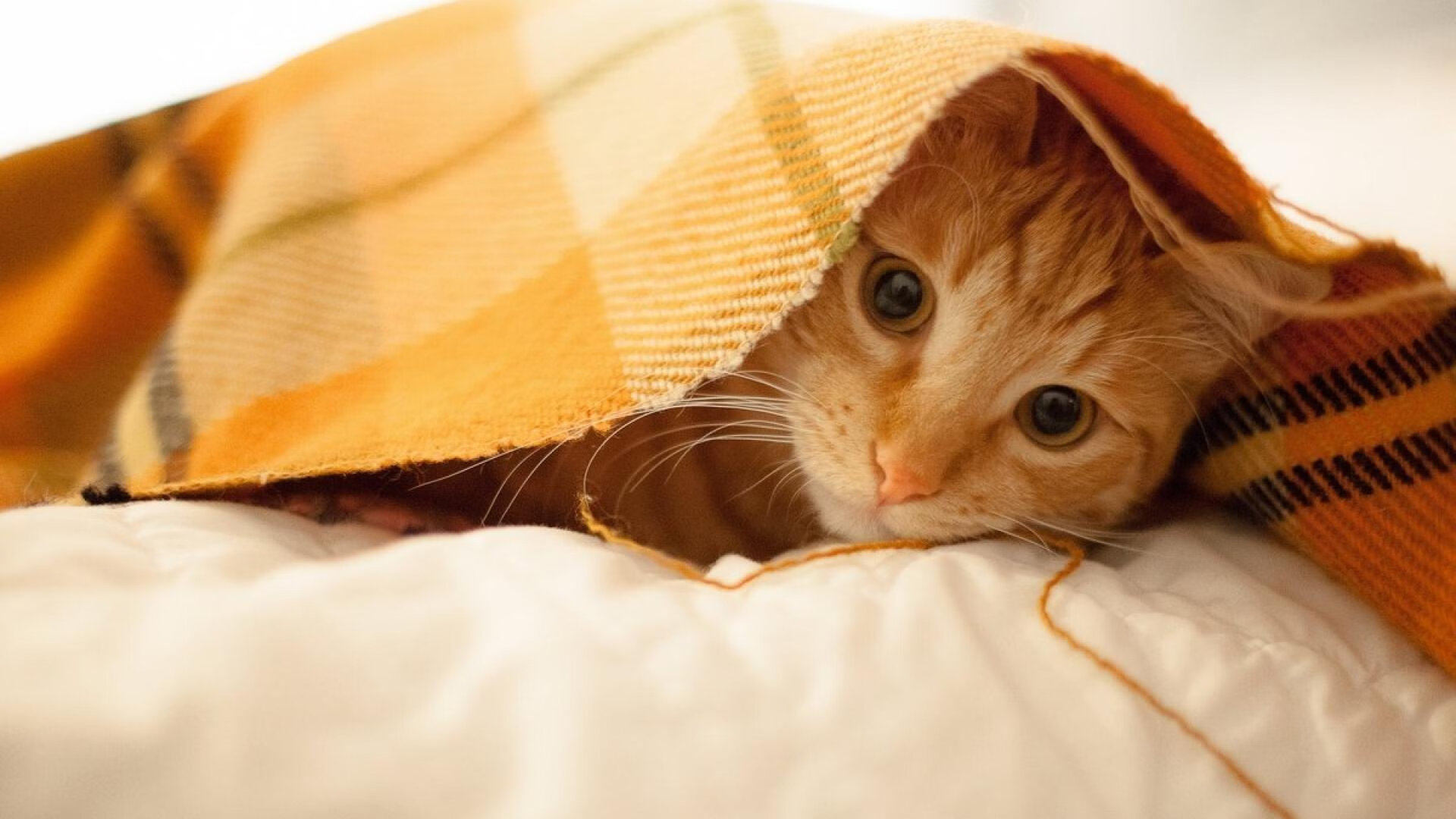 北京首钢客场击败福建，连胜达到七场，北京首钢几连胜