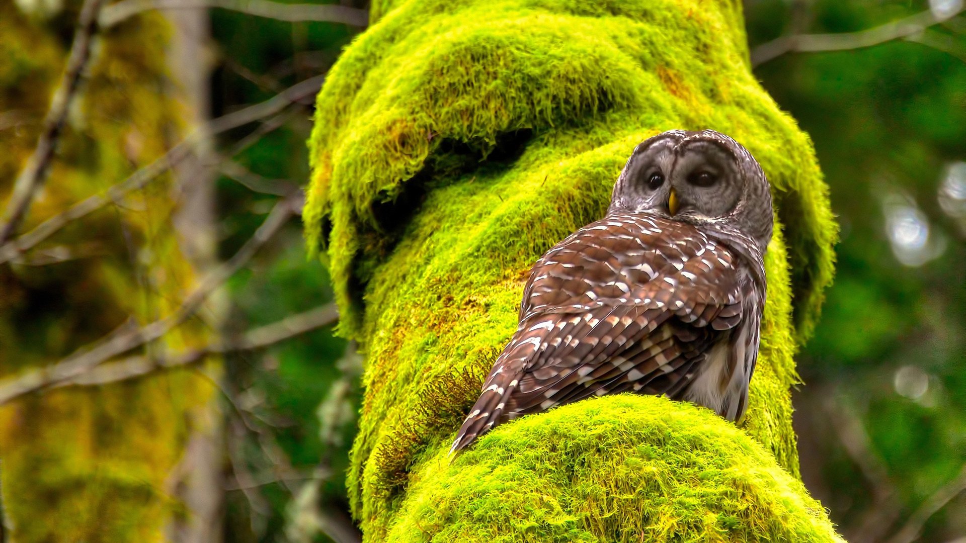 是否应公开球员职业规划发展路径,规划球员政策