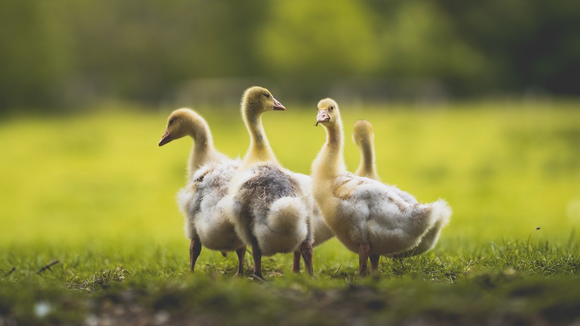 爵士长人喜获联盟最佳球员称号，表现稳定出众，爵士 球员