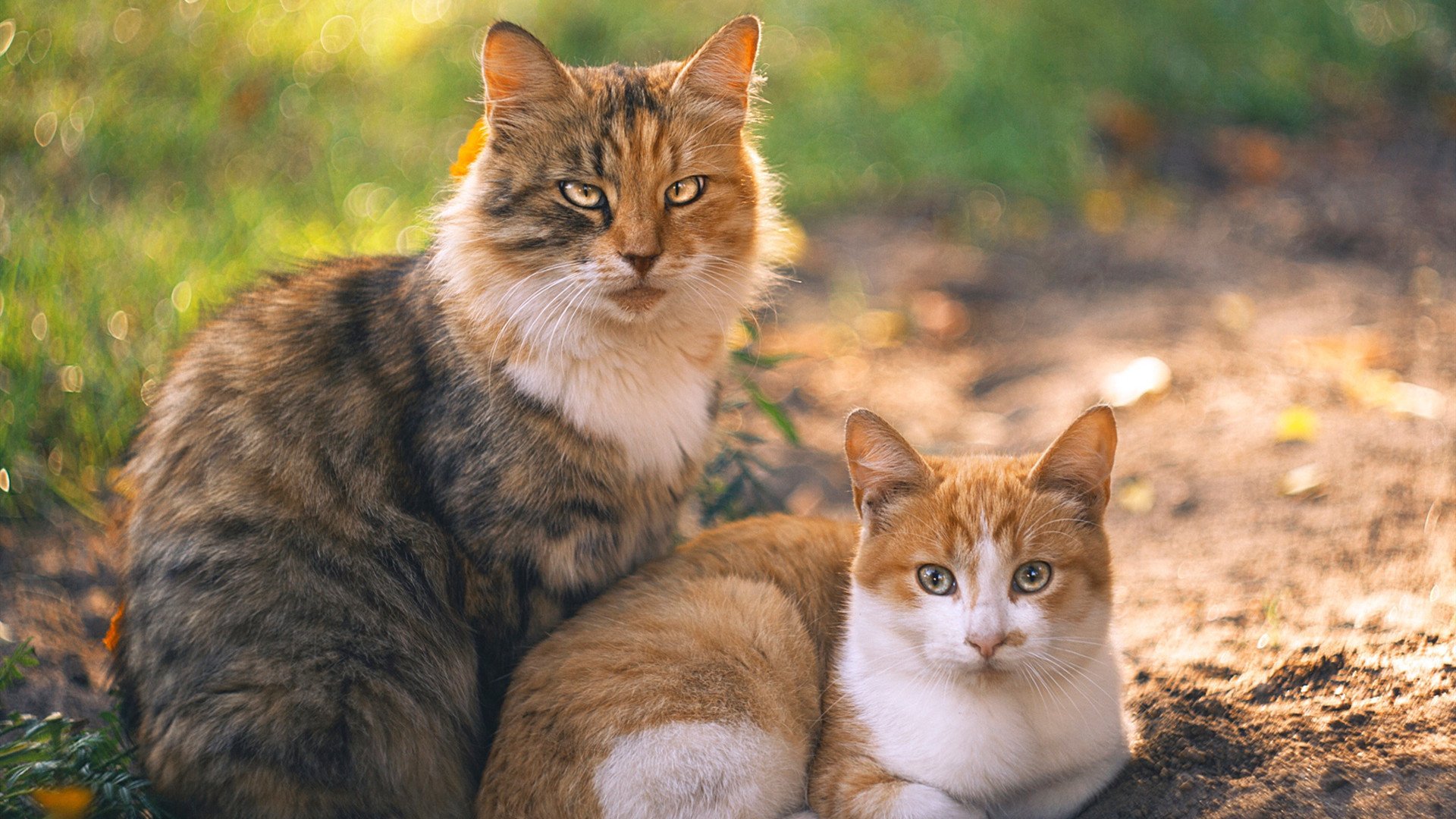 皇马抢夺客场胜利,晋级下一轮淘汰赛,皇马下赛季