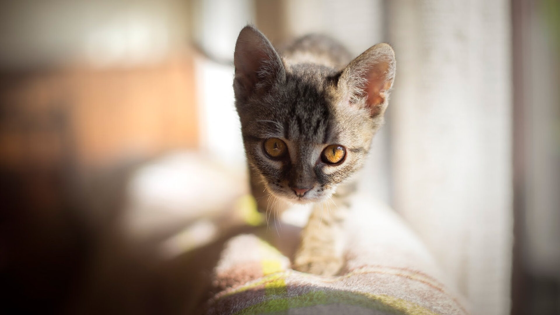 雄鹿队主力球员状态火爆 引领全队取胜，雄鹿队队球员名单