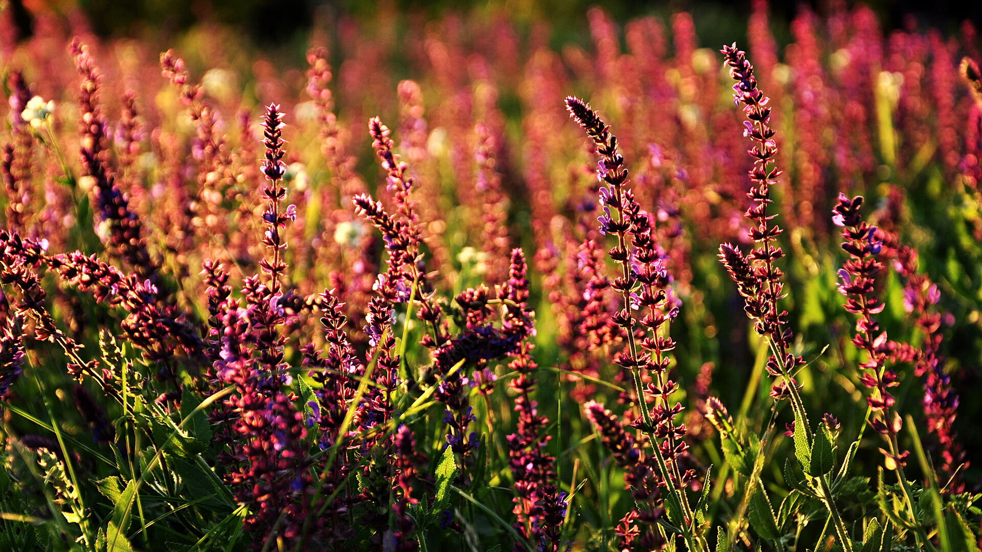 中国篮球青训体系人才培养质量监控与评估体系,中国国家篮球青训选拔