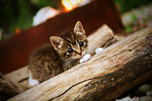 国际体育摄影展落地成都吸引众多观众，世界体育摄影作品