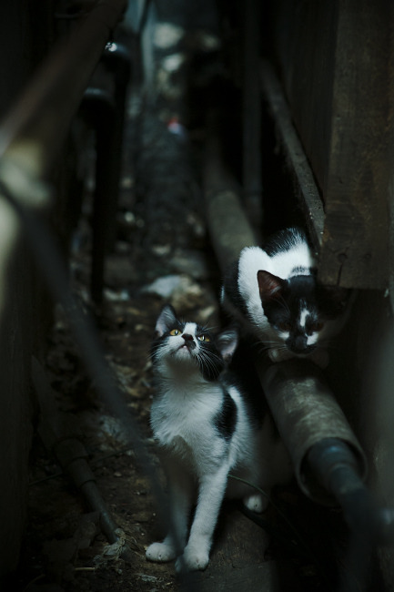 职业球员场上执行力为何频繁失控，nba球员执行球员选项是什么意思