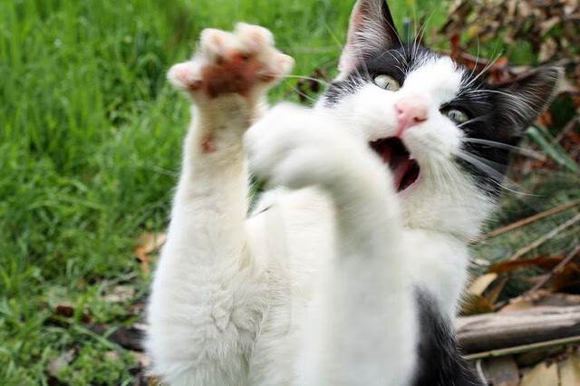 门兴格拉德巴赫保持高压态势连取胜利，门兴格拉德巴赫首发