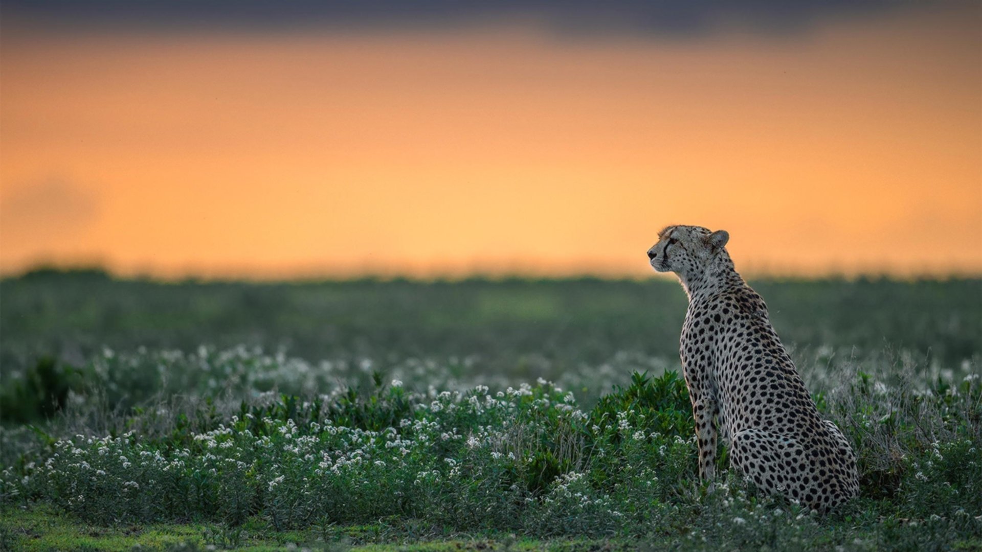 全黑队的防守体系严密，威胁敌方进攻，黑队什么意思