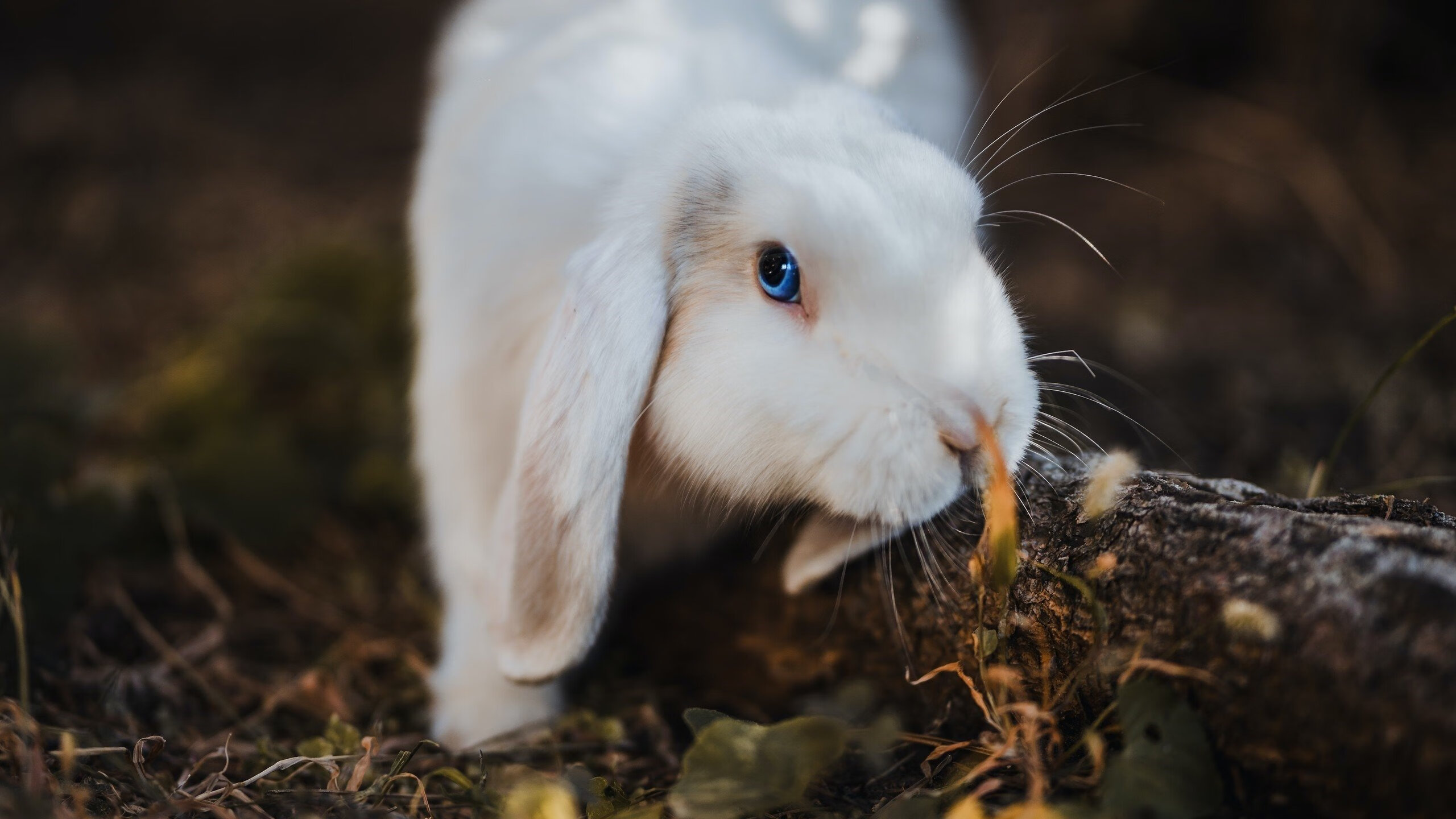 媒体关注联赛整体水平提升认为我队有望冲击更高排名目标