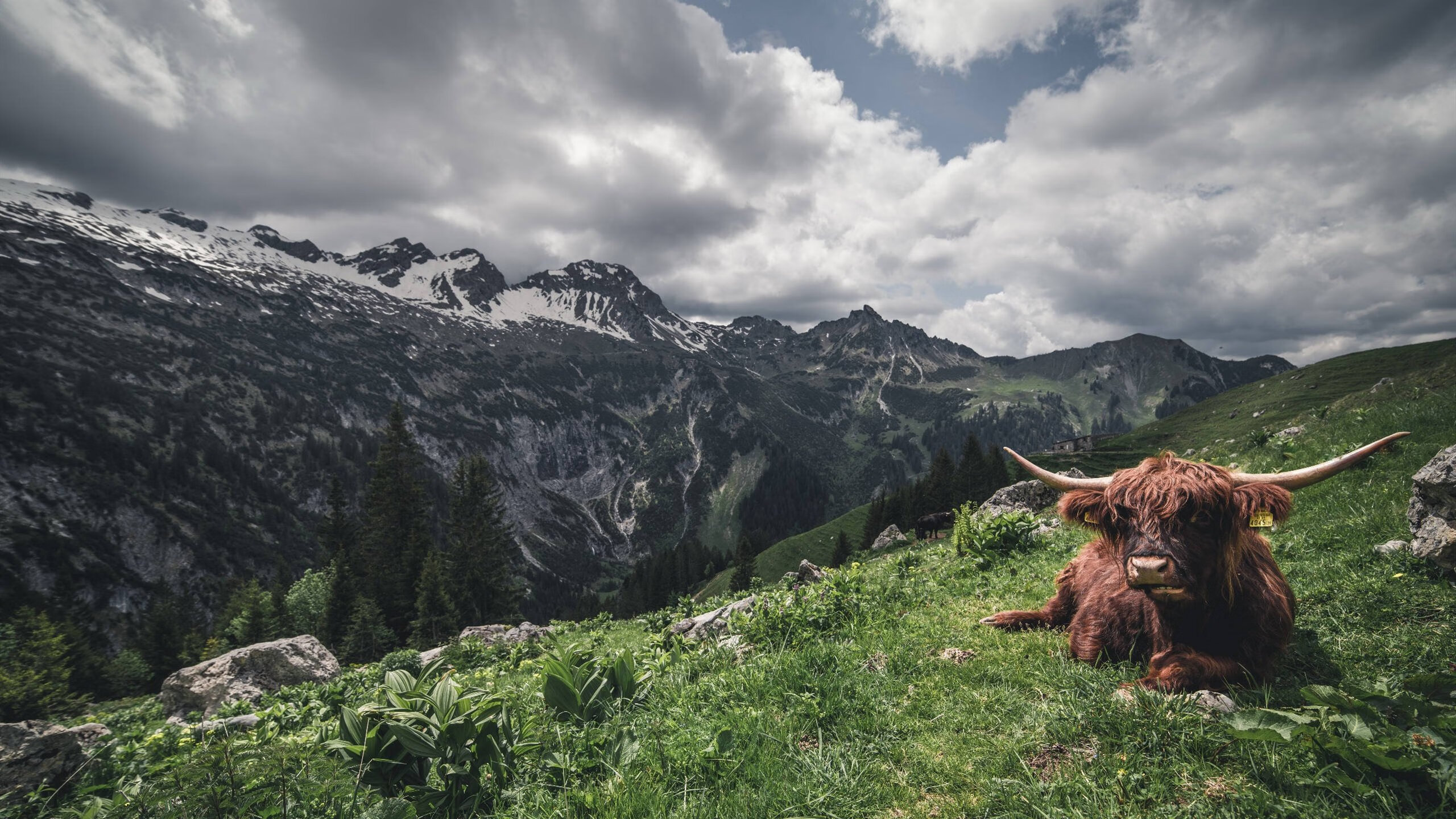 欧洲杯战术创新：布局巧妙，变化多样！，欧洲杯各个球队技战术打法